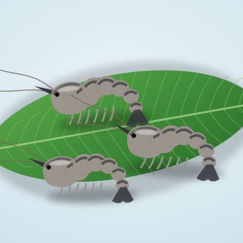 বাগদা চিংড়ি