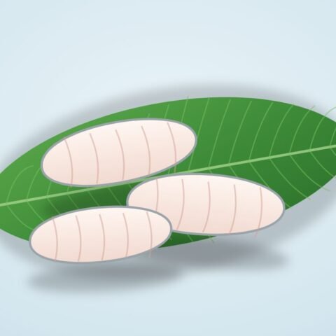 ভেটকি ফিলে