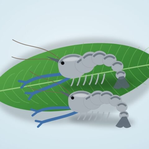 গলদা চিংড়ি