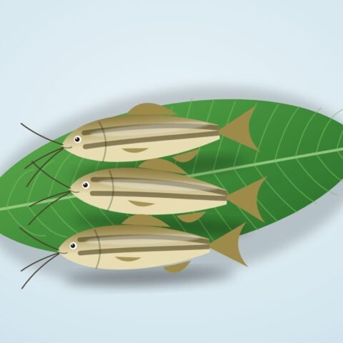 ট্যাংরা মাছ